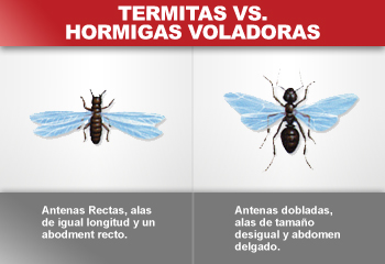 es inutil Turbulencia tinción Diferencias entre hormigas voladoras y termitas con alas - Cehiman