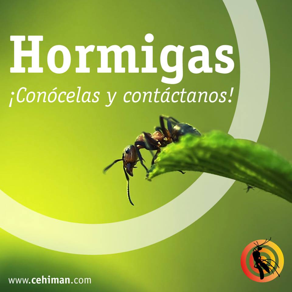 Eliminar plagas de hormigas - CEHIMAN